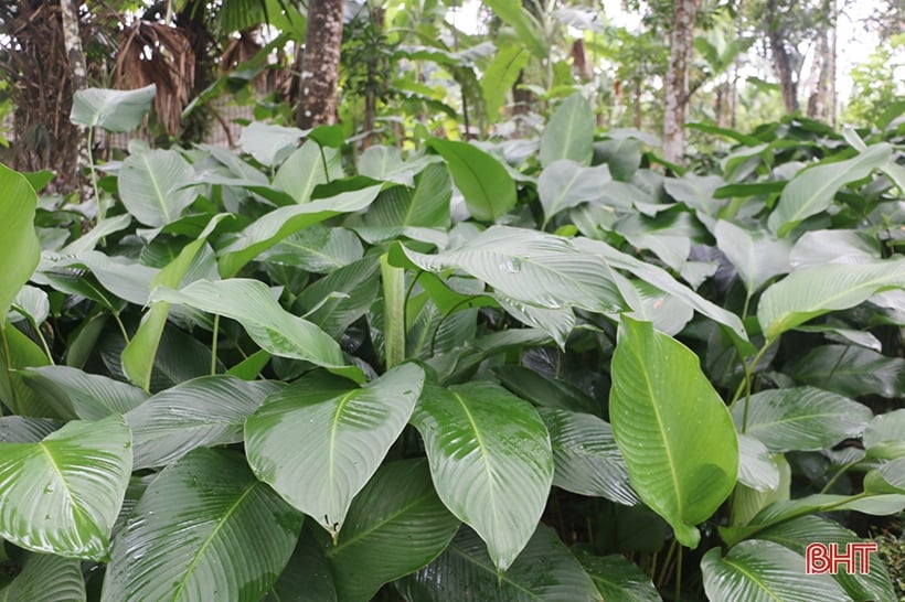 Village de Dong Leaf sur la plaine alluviale de la rivière Ngan Pho pendant la saison du Têt