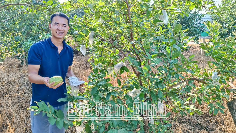 El Sr. Le Tat Thang, aldea de Lang Xa, comuna de My Loc (ciudad de Nam Dinh), cosecha guayaba.