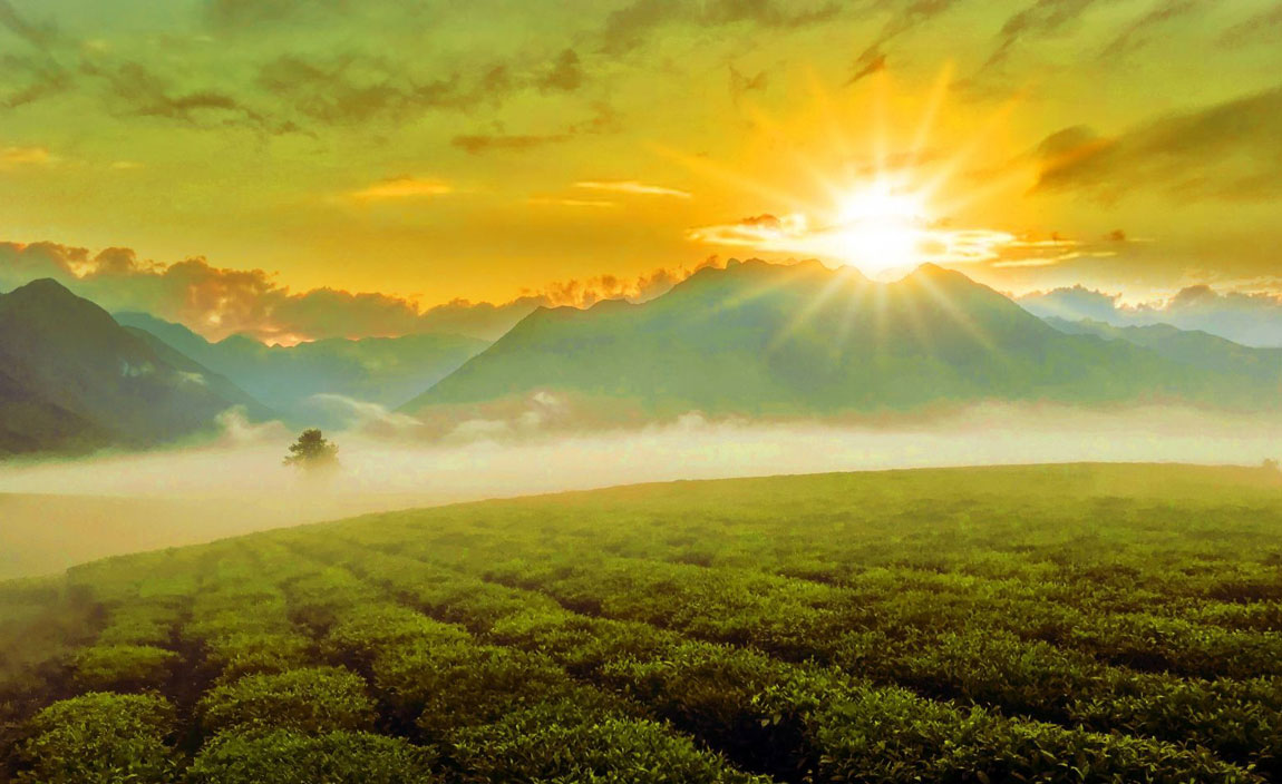 Vào những buổi sớm mai, du khách sẽ được phóng tầm mắt ra xa, ngắm sương và mây lang thang trôi bồng bềnh giữa đồi chè cổ thụ.