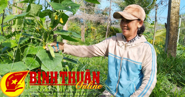 Los agricultores de La Gi cosechan con entusiasmo las verduras del Tet