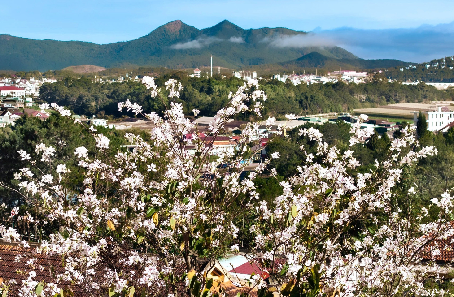 Die reinweiß blühenden Ban-Blumen vor dem grünen Hintergrund des Lang-Biang-Gebirges bieten einen Anblick, den es nur in Da Lat gibt.