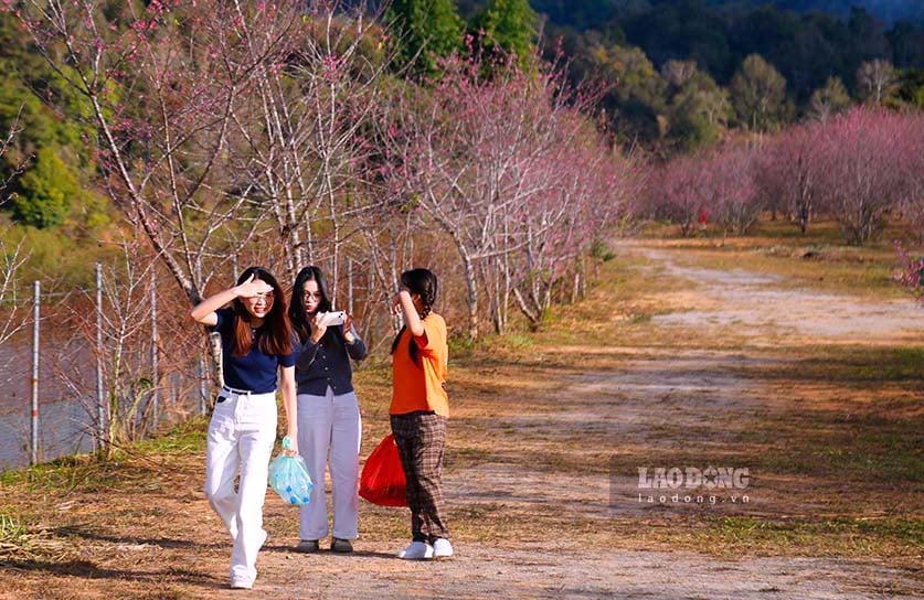 젊은이들은 연말에 '힐링'을 위해 일본 벚꽃을 구경한다. 사진: Quang Dat