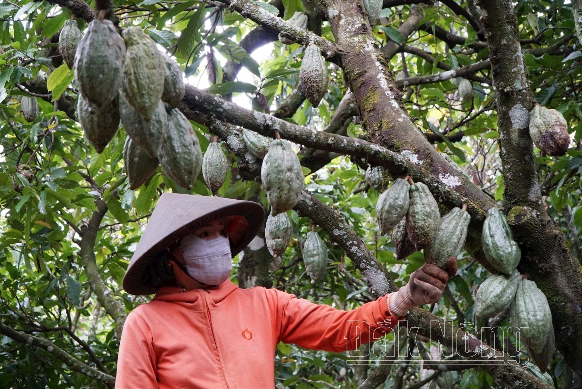 El cacao se produce orgánicamente y crea muchos productos OCOP en Dak Nong