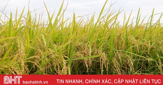 Năng suất lúa hè thu ở Can Lộc ước đạt 53,48 tạ/ha