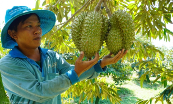 Durian- und Reisexporte werden 2024 einen Durchbruch erleben