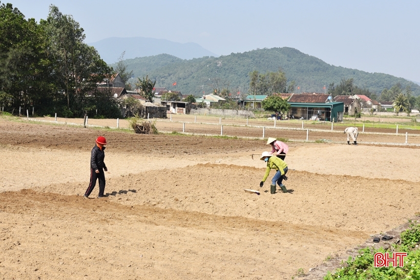 2월에는 봄 땅콩 파종을 완료하도록 노력하세요.