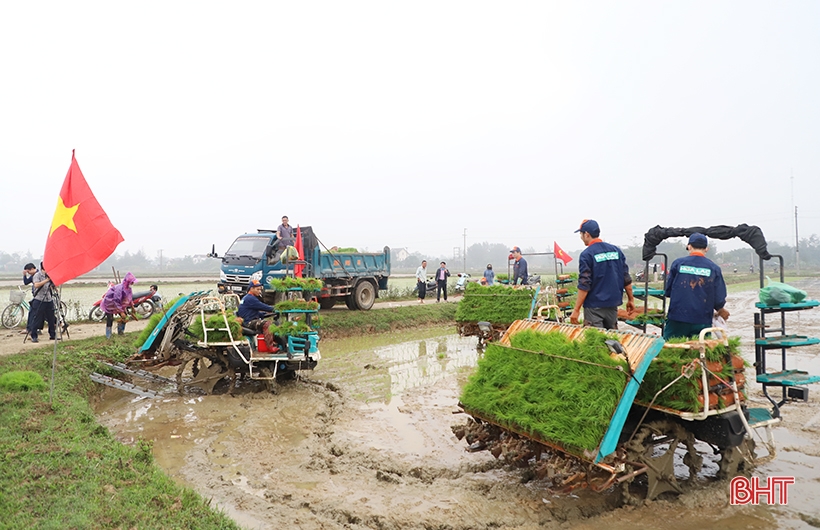 Aplicación de la tecnología de siembra en bandejas y máquina trasplantadora para producir arroz orgánico en Cam Xuyen