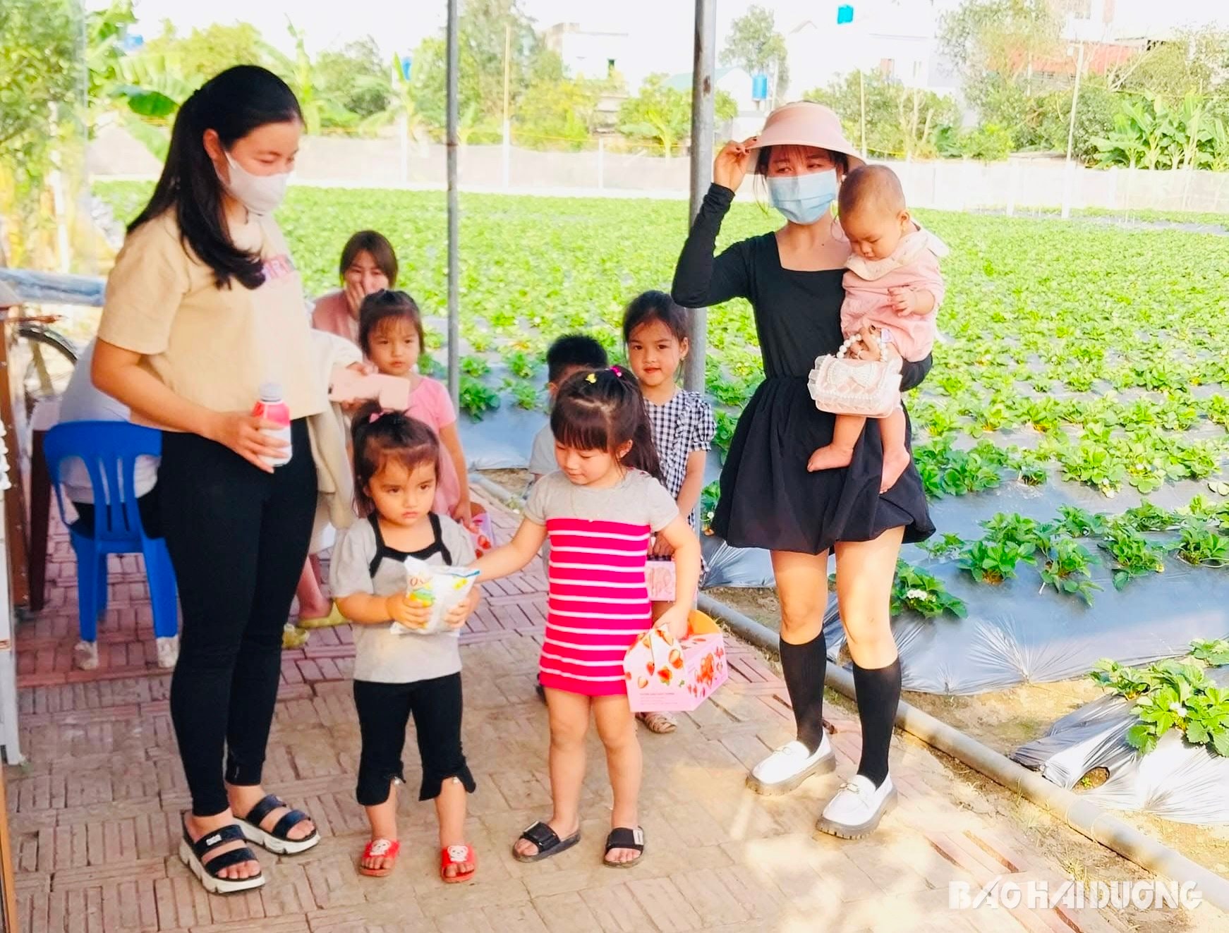 Las fresas en algunos lugares de Hai Duong se venden a buenos precios.