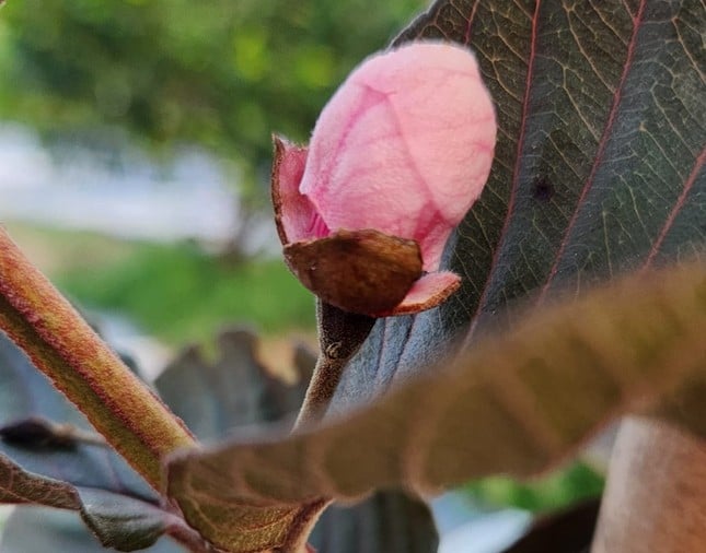 Close-up kebun buah 'unik' di Binh Duong foto 5