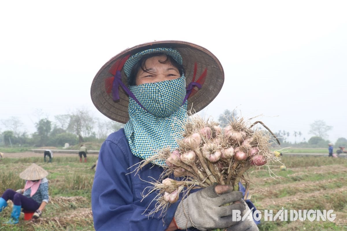 a1-nong-dan-phan-khoi-thu-hoach-toi.jpg