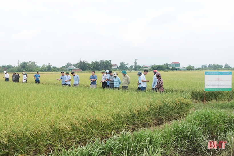 Tạo đà xây dựng thương hiệu “Gạo hữu cơ Cẩm Xuyên ST25”