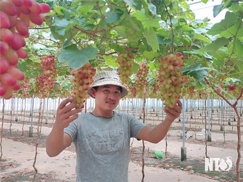 El viñedo Thai An está listo para recibir visitantes durante las vacaciones del Tet