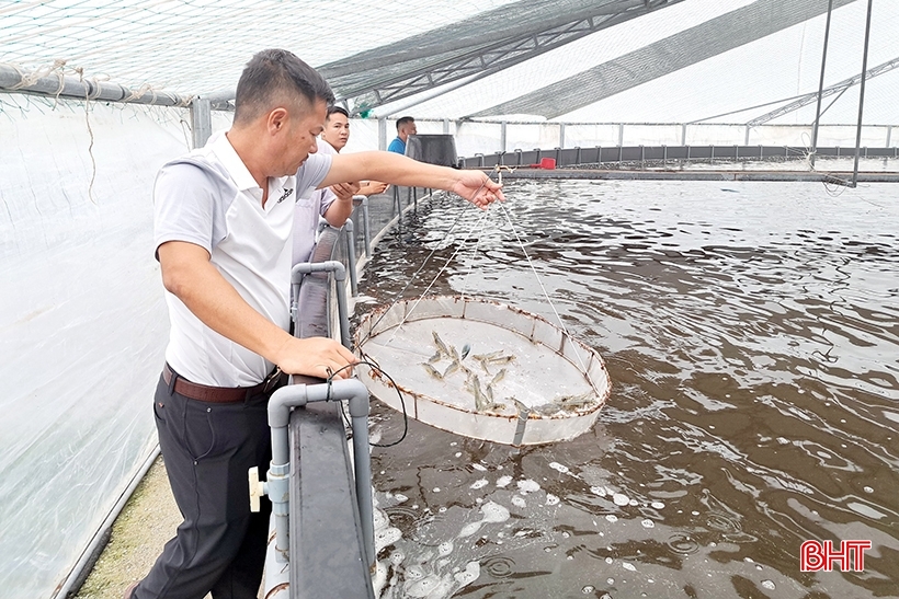 គំរូនៃការចិញ្ចឹមបង្គាបច្ចេកវិជ្ជាបិទតែមួយគត់នៅក្នុងផ្ទះកញ្ចក់នៅ Nghi Xuan