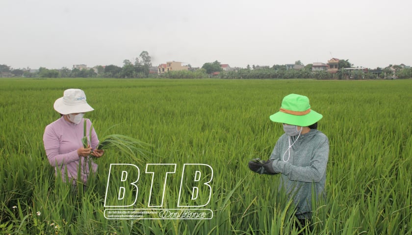 Actively care for and protect the winter-spring rice crop