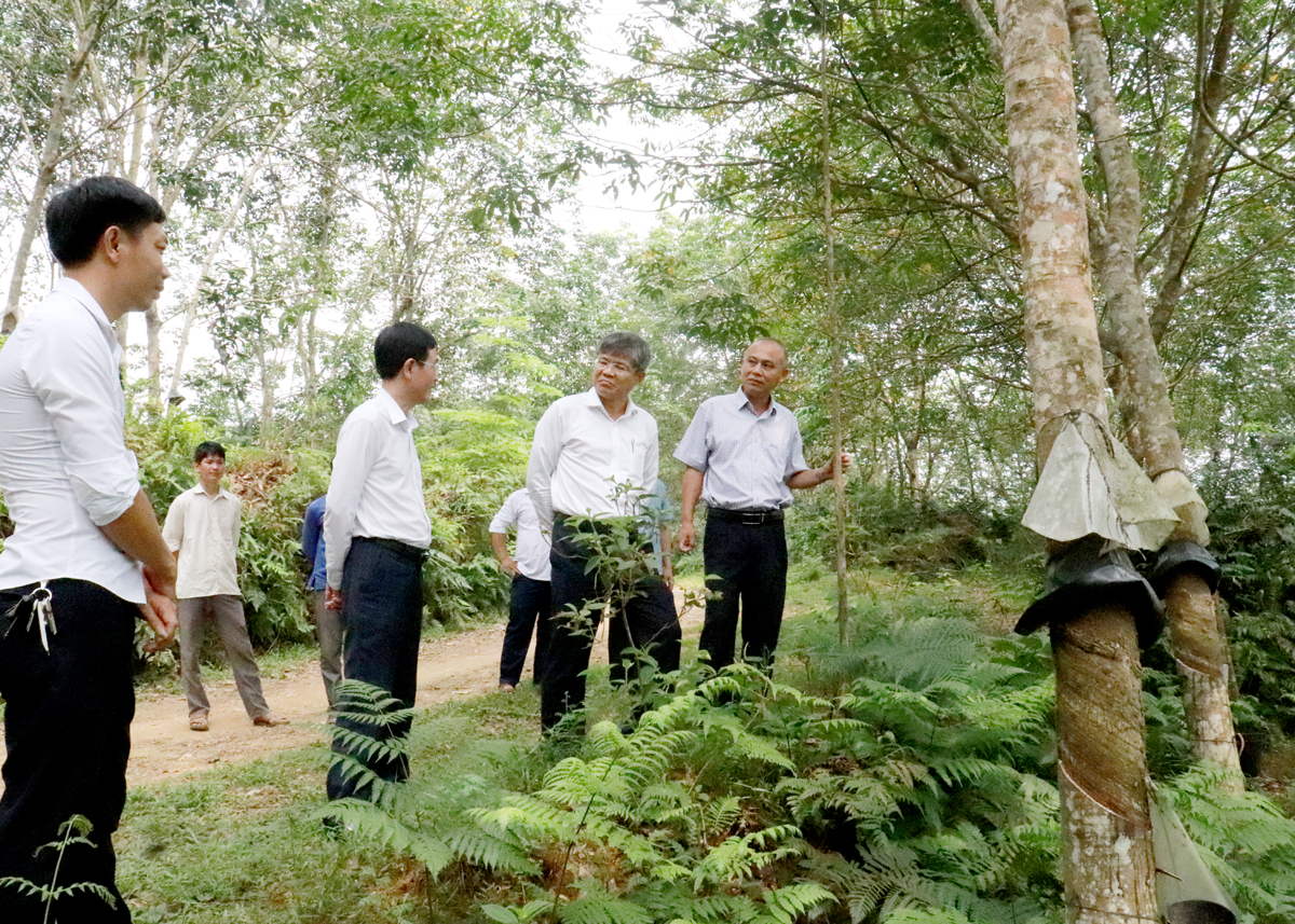 Tran Cong Kha, Vorstandsvorsitzender der Vietnam Rubber Industry Group, besichtigte die Entwicklung der Kautschukbäume in der Gemeinde Vo Diem im Bezirk Bac Quang.