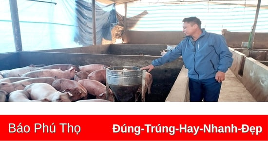 Giá lợn hơi tăng, nguồn cung vẫn đảm bảo