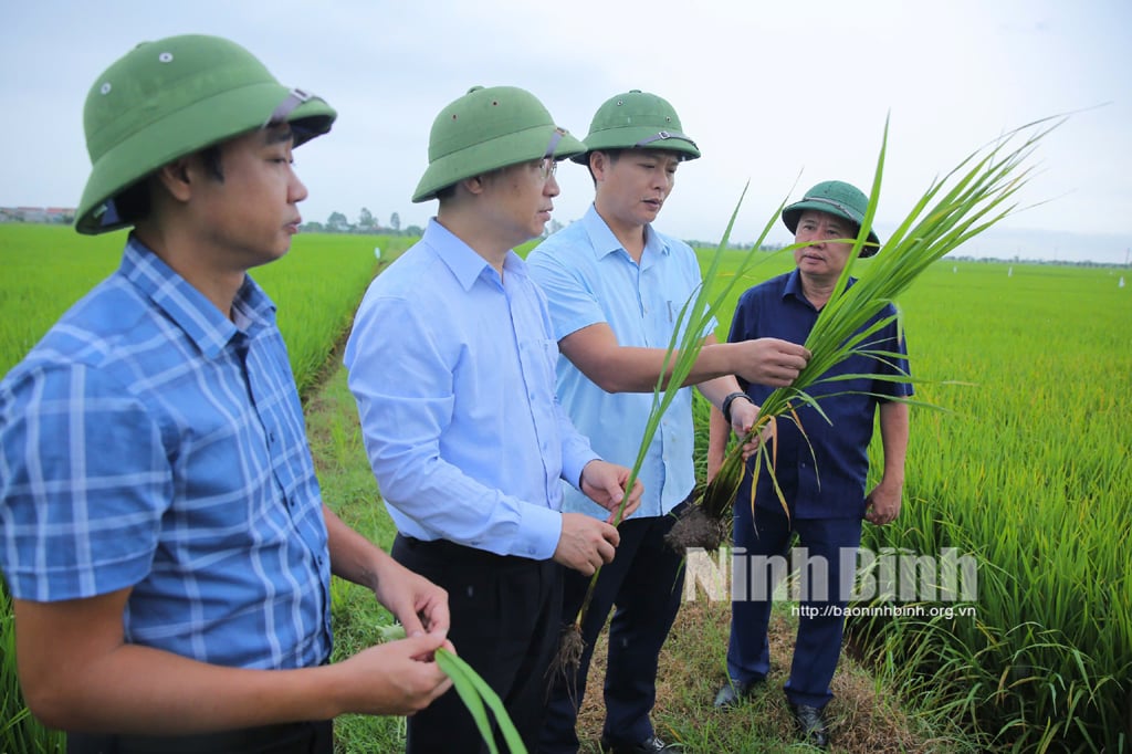 Cục Bảo vệ thực vật kiểm tra tình hình sâu bệnh hại lúa tại tỉnh Ninh Bình