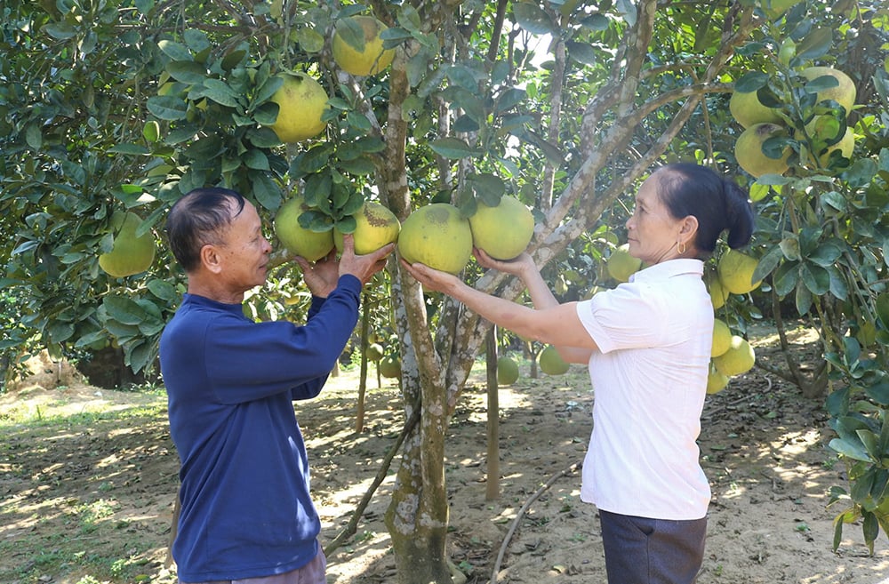 នាំយកដំណោះស្រាយ 