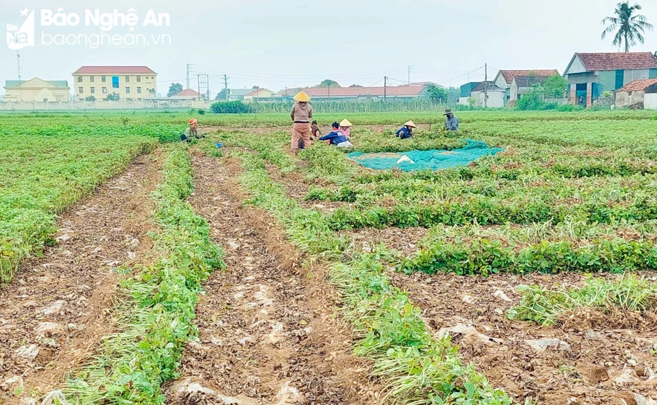 bna_thu hoạch 2.jpg