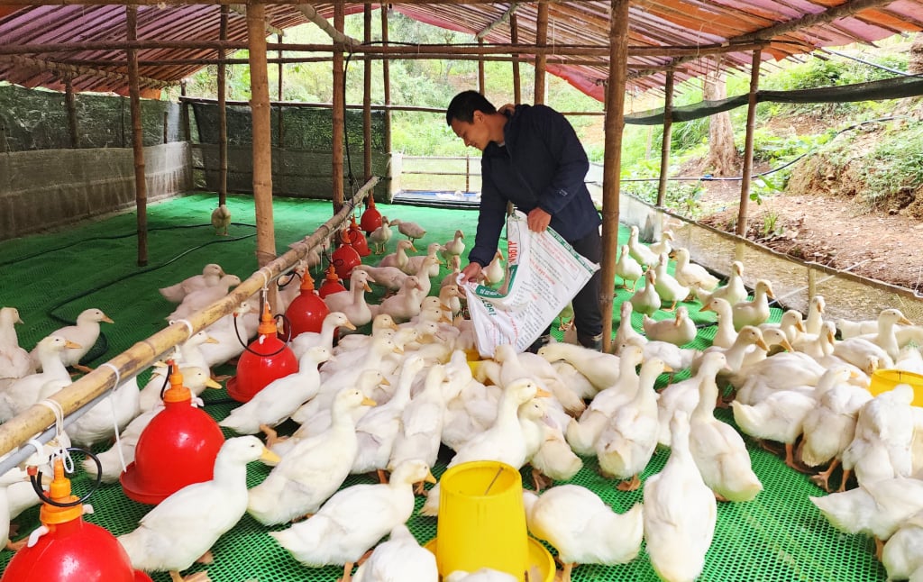 Modell der Aufzucht von supermageren Grimaud-Enten auf dem Boden in der Gemeinde Hoang Tung (Hoa An).