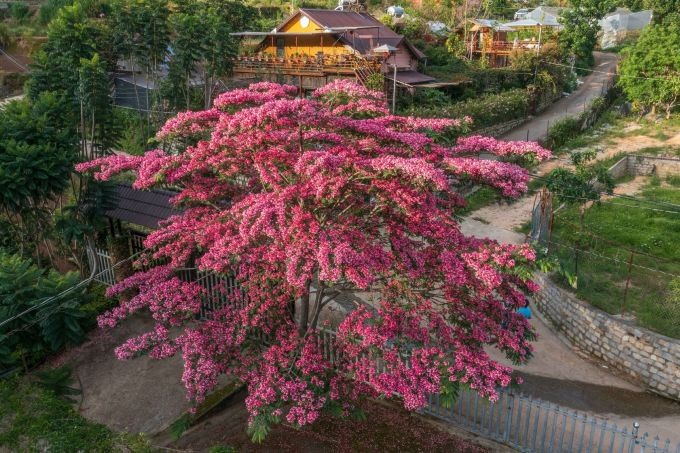 6月にダラットでホウオウボクの花が咲く。写真：トラン・クアン・アン