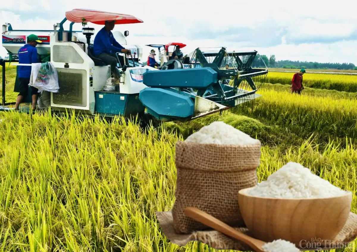 Rice prices fall sharply