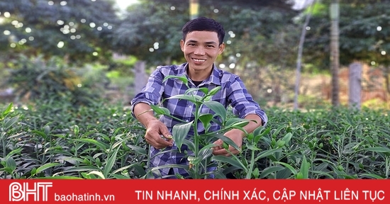 Hàng vạn cây hoa ly chớm nụ chờ tết ở Nghi Xuân