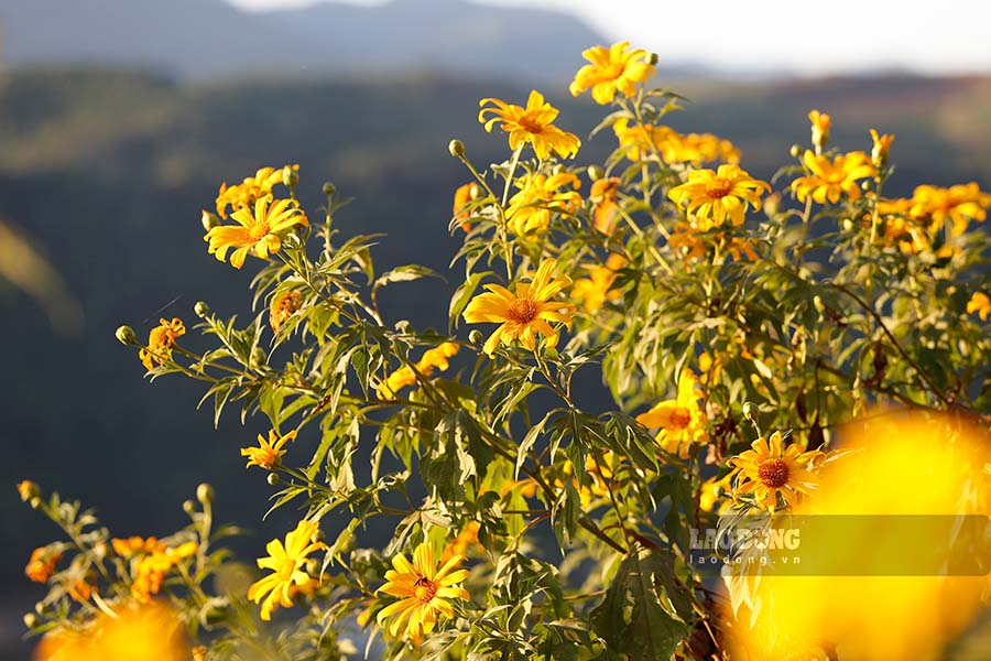 Wild sunflowers blooming also signal that winter is approaching.