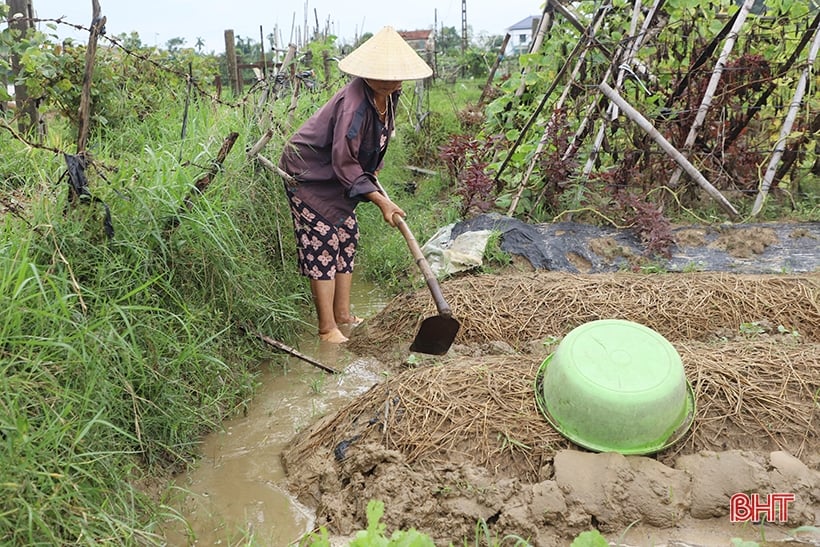 Nông dân Hà Tĩnh tốc lực “cứu” rau màu sau mưa lớn