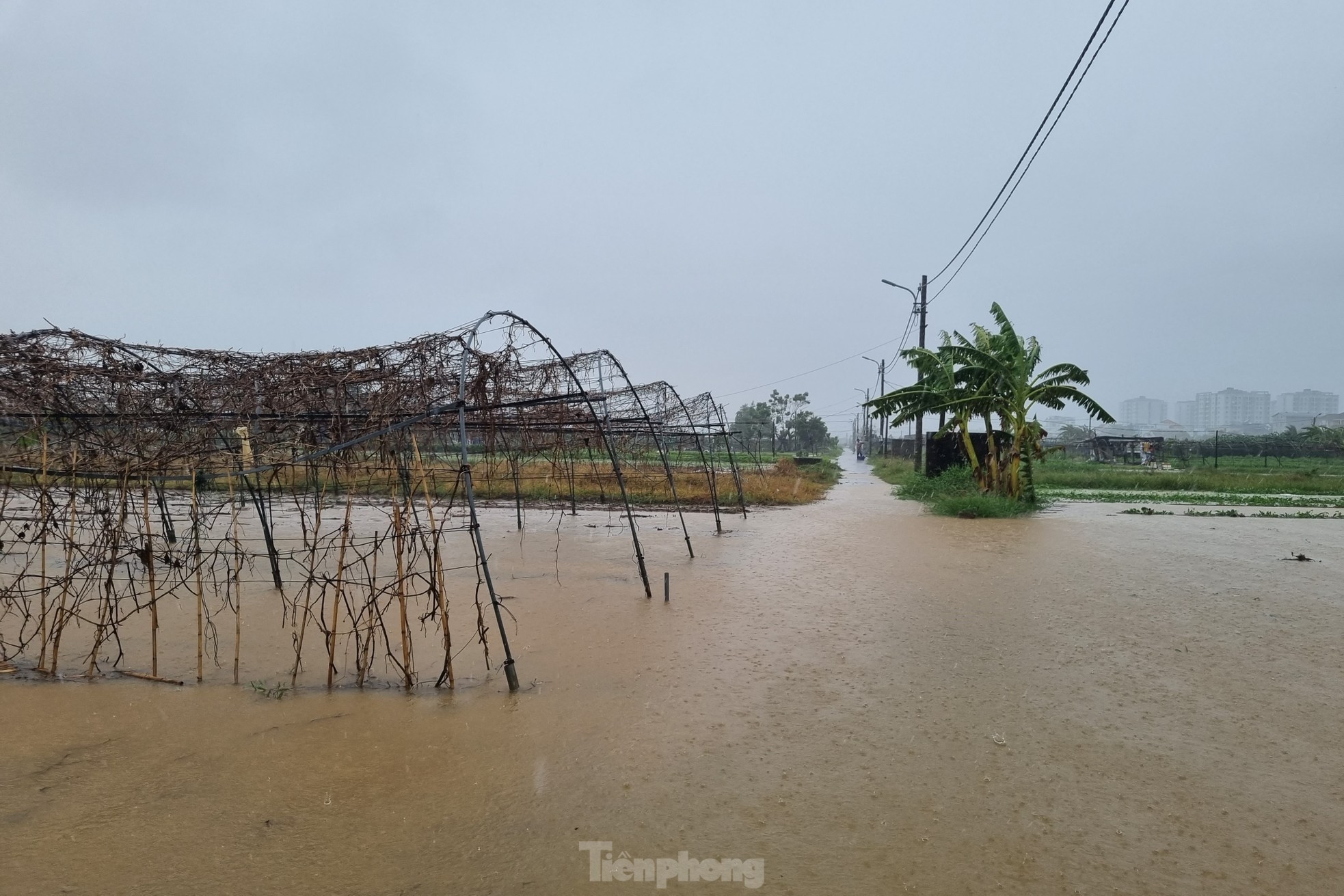 Nach anhaltendem Regen steht das größte Gemüseanbaugebiet von Da Nang unter Wasser. „Die Menschen können nicht rechtzeitig reagieren“, Foto 5.