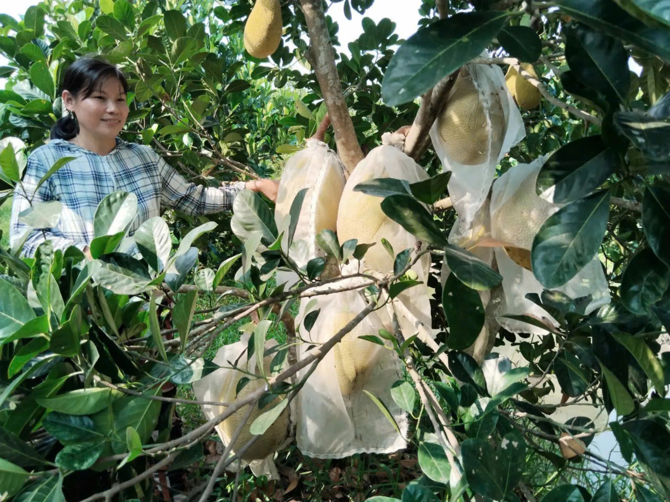 Ở Kiên Giang trồng loại cây ra thứ quả ngon màu vàng, bổ ra ruột đỏ, hễ bán là thương lái cân hết sạch - Ảnh 1.