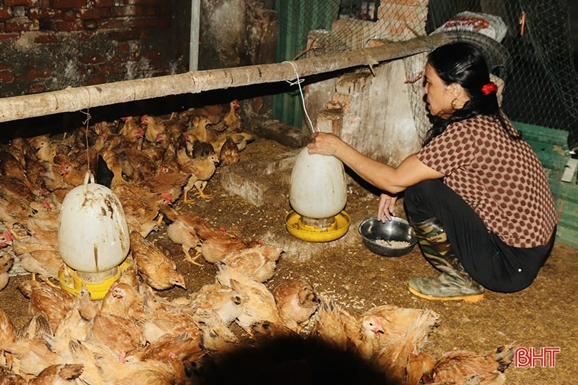 Vu Quang-Züchter vergrößert Herde für Tet-Markt