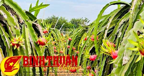 At the beginning of the year, dragon fruit farmers were excited because of good prices.