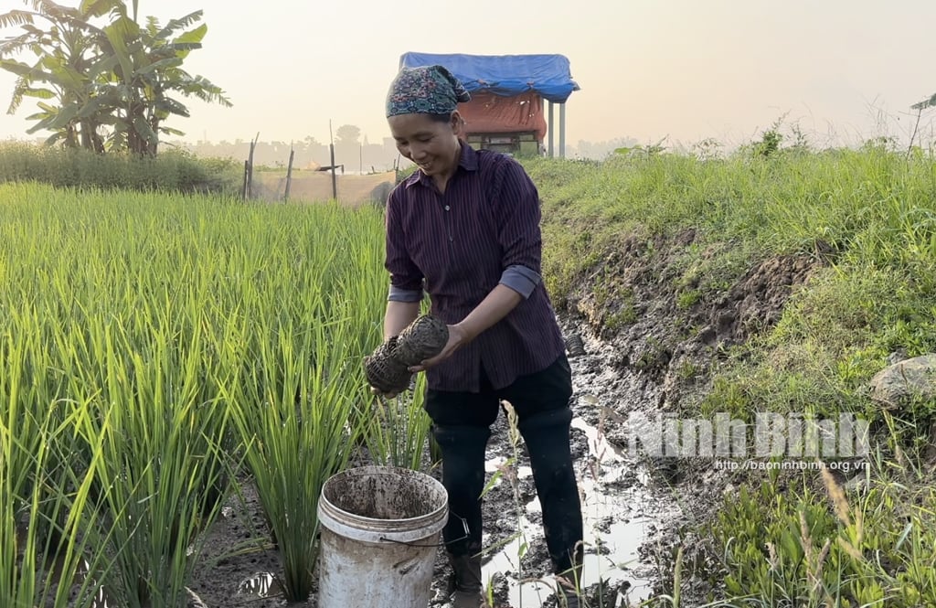 រដូវ​បង្កង​តាម​ដង​ទន្លេ​ថ្ងៃ