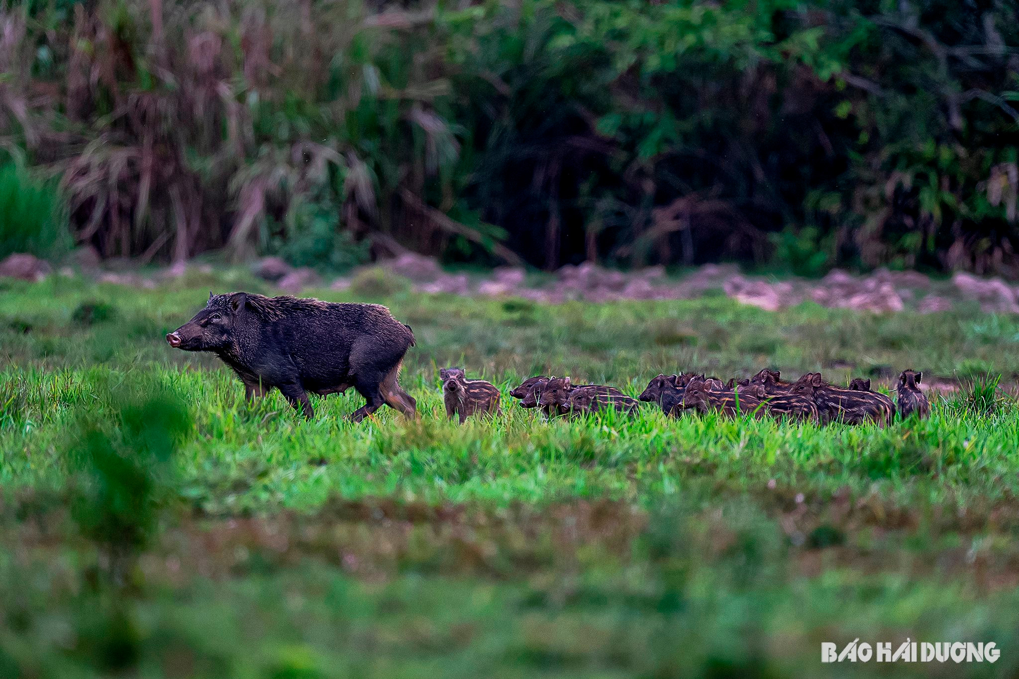 nct_pig_rung_me_con_boar_breeding__dsc5570-pautang-.jpeg