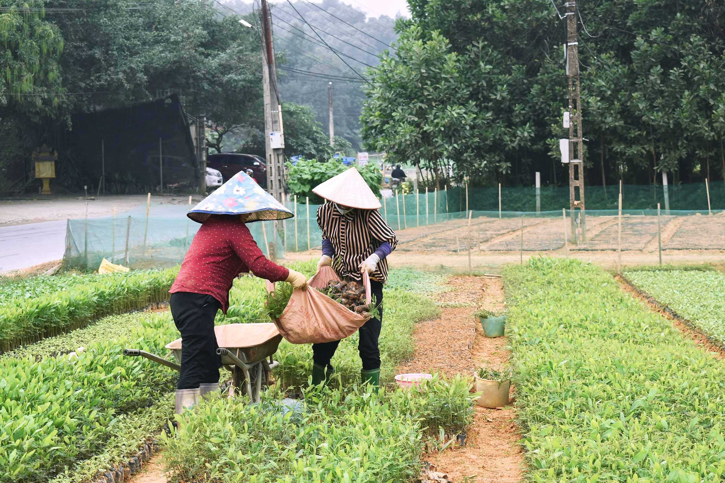 Gieo mầm xanh, ươm “no ấm”