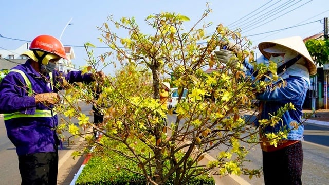 Công nhân chăm sóc cây mai, đảm bảo cây luôn nở đúng dịp Tết