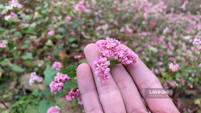 Tam giác mạch là loài hoa mỏng manh nhưng vô cùng bền bỉ. Loài hoa này có thể chịu rét, khoe sắc rực rỡ trên những lớp đất đá cằn cỗi nơi cao nguyên. 