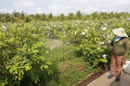 El cultivo de guayaba aporta ingresos estables a los agricultores.