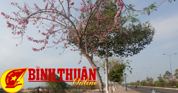 Pink Apricot Blossoms in Phan Thiet