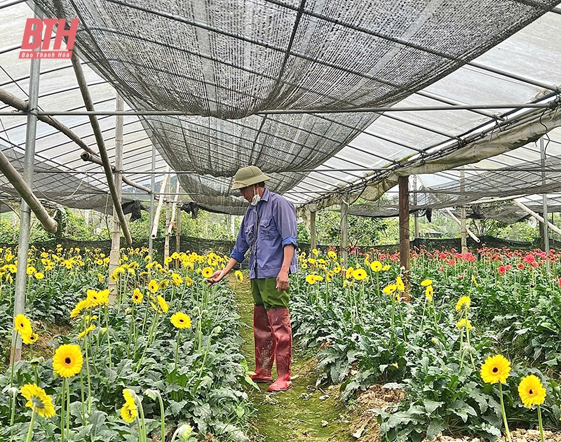 Thị trường hoa, cây cảnh sôi động vào vụ tết