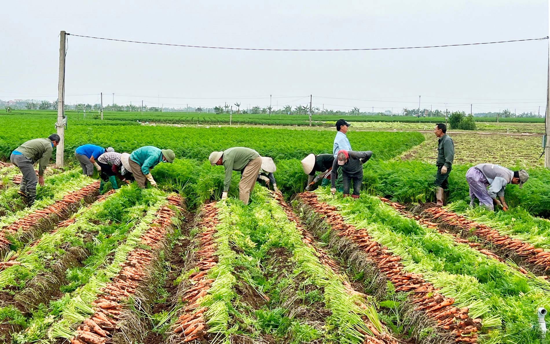 Hai Duong ensures carrot quality for export