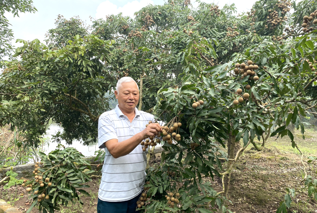 Herr Dang Van Xay, Direktor der Hong Nam Longan Cooperative, erntet früh reifende Longan.
