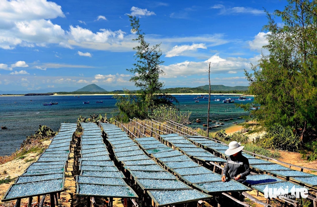 Những mẻ cá cơm ngần trắng bạc lấp lánh được ngư dân Phú Yên phơi khô trước khi xuất khẩu