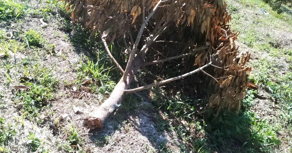 Farmer's "billion dollar tree" garden was chopped down to the roots by thieves