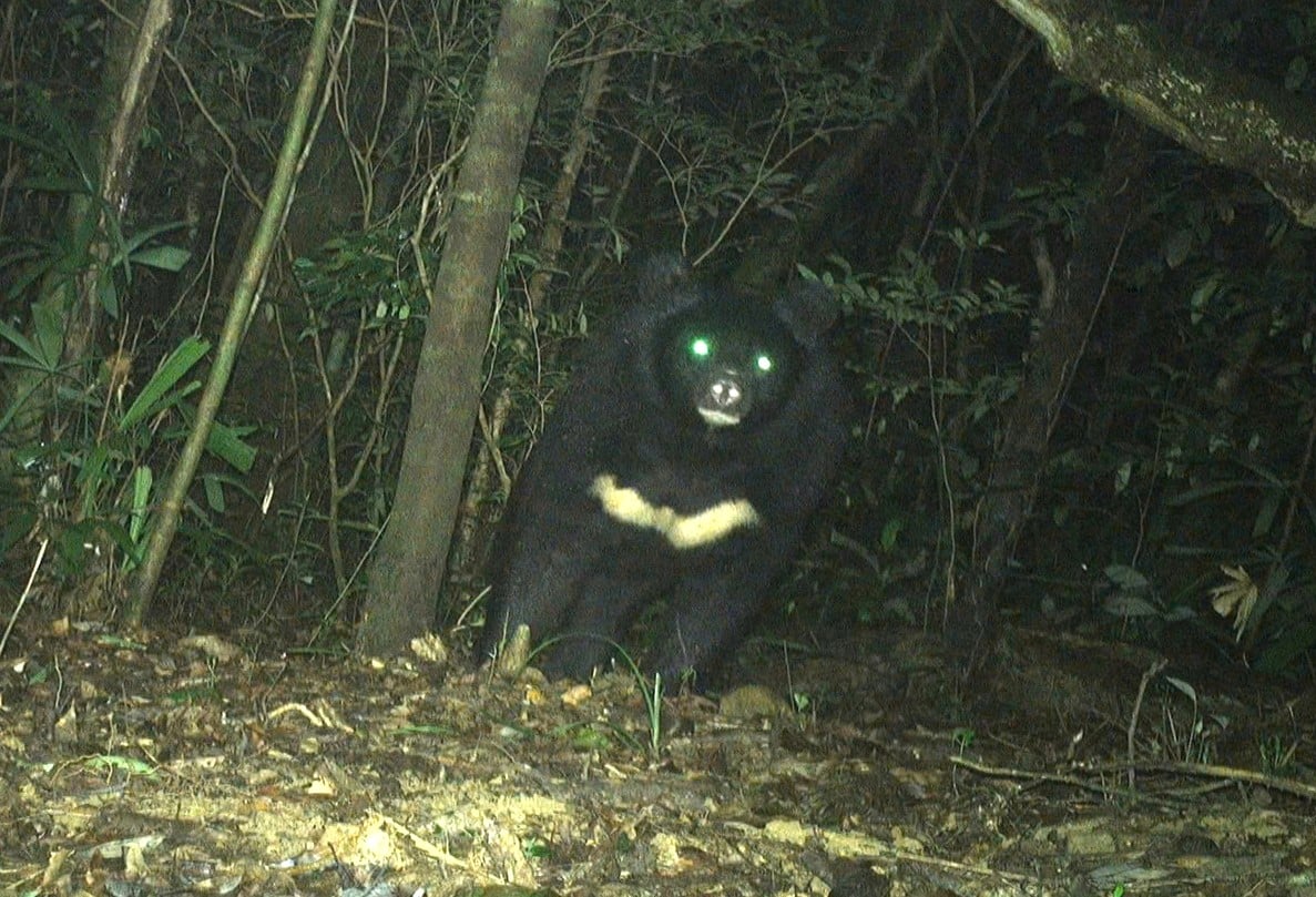 Huong Hoa: Discovered a bear weighing about 150 kg