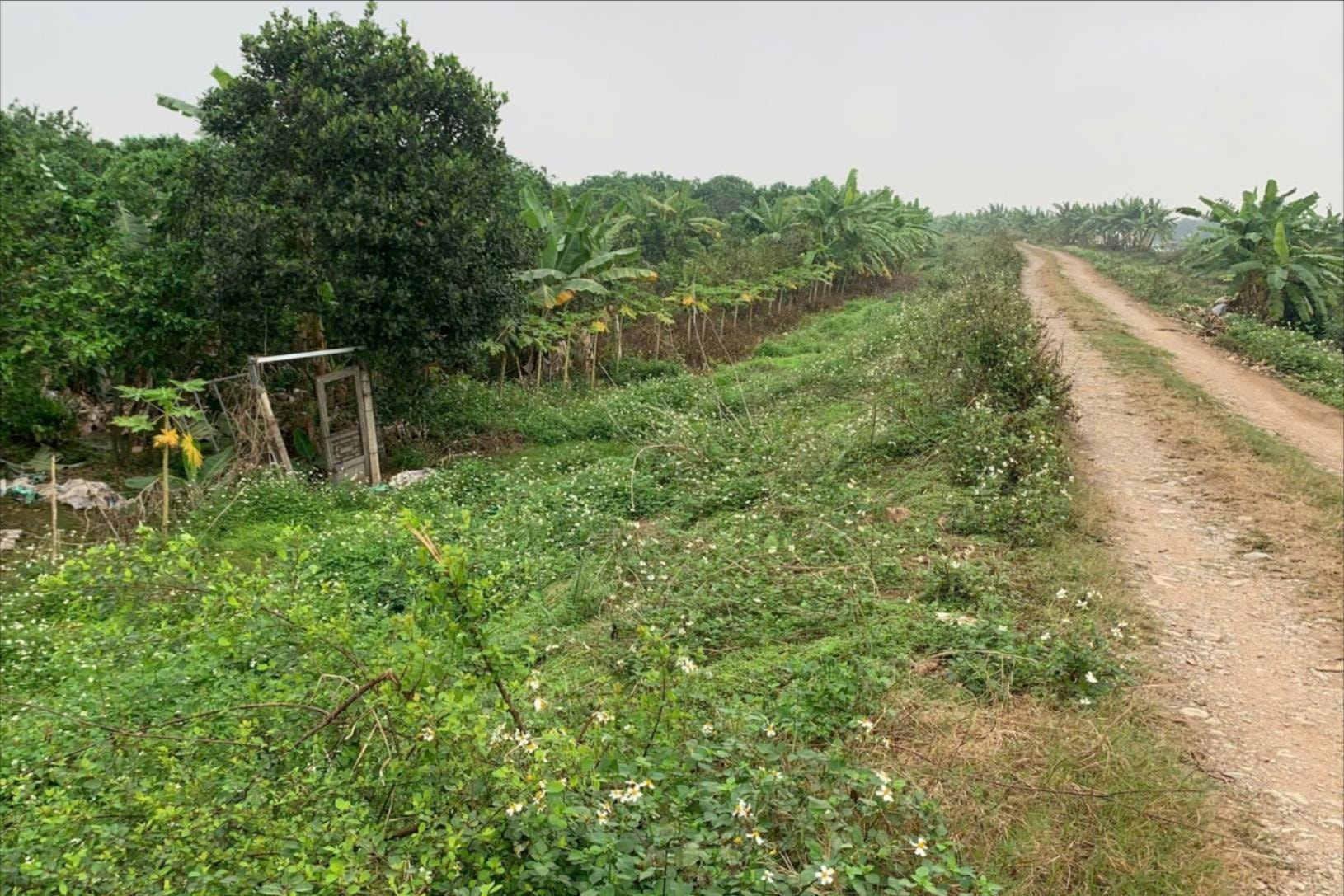 10 Deiche in Thanh Ha müssen repariert werden