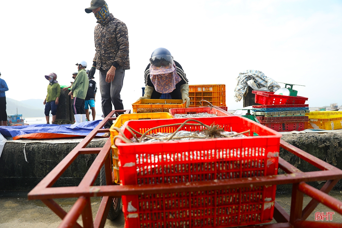 Traditional fish sauce facilities in the South of Ha Tinh enter new production season