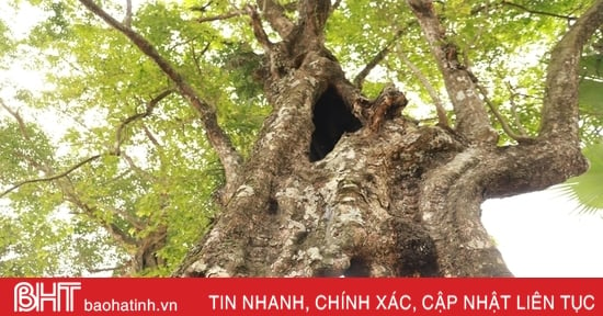 Chiêm ngưỡng “cây thị ăn thề” gắn với sự tích cứu vua Lê Lợi ở Hà Tĩnh