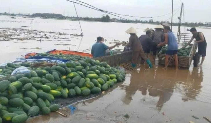 Chí Linh yêu cầu khẩn trương thu hoạch rau màu ngoài đê